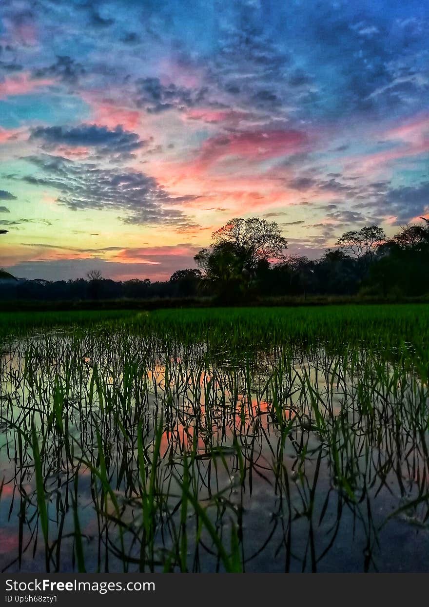 Colourful sky with paddy field and water