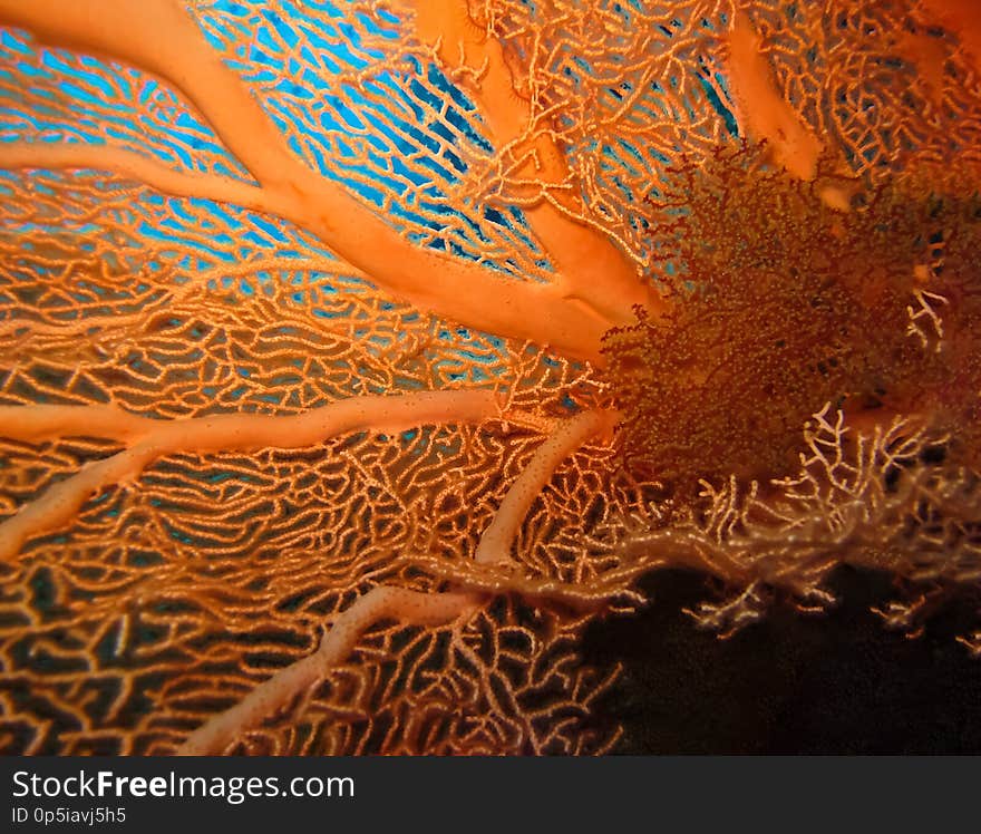 Underwater world in deep water in coral reef and plants flowers flora in blue world marine wildlife, Fish, corals and sea creature