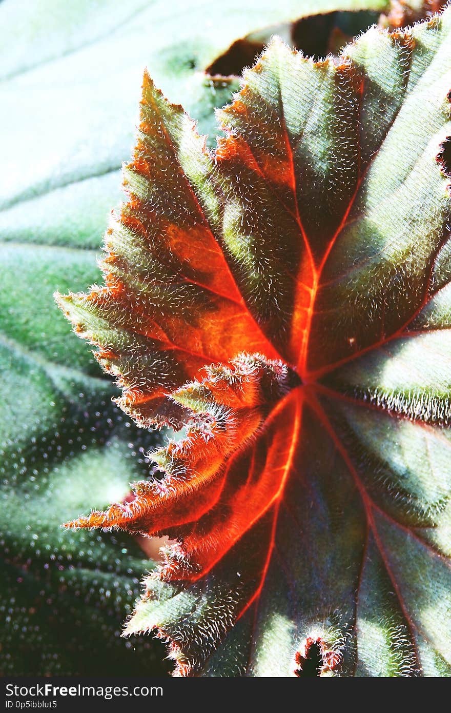 Abstract Half green and half dry autumn leaf background selective focus close up