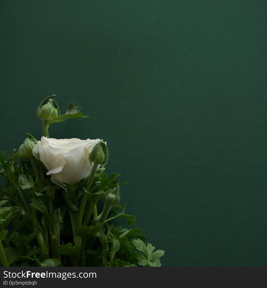 Beautiful blossom white flower on deep green background