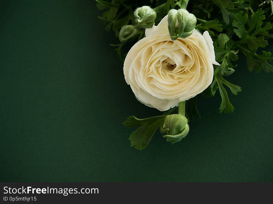 Beautiful blossom white flower on deep green background