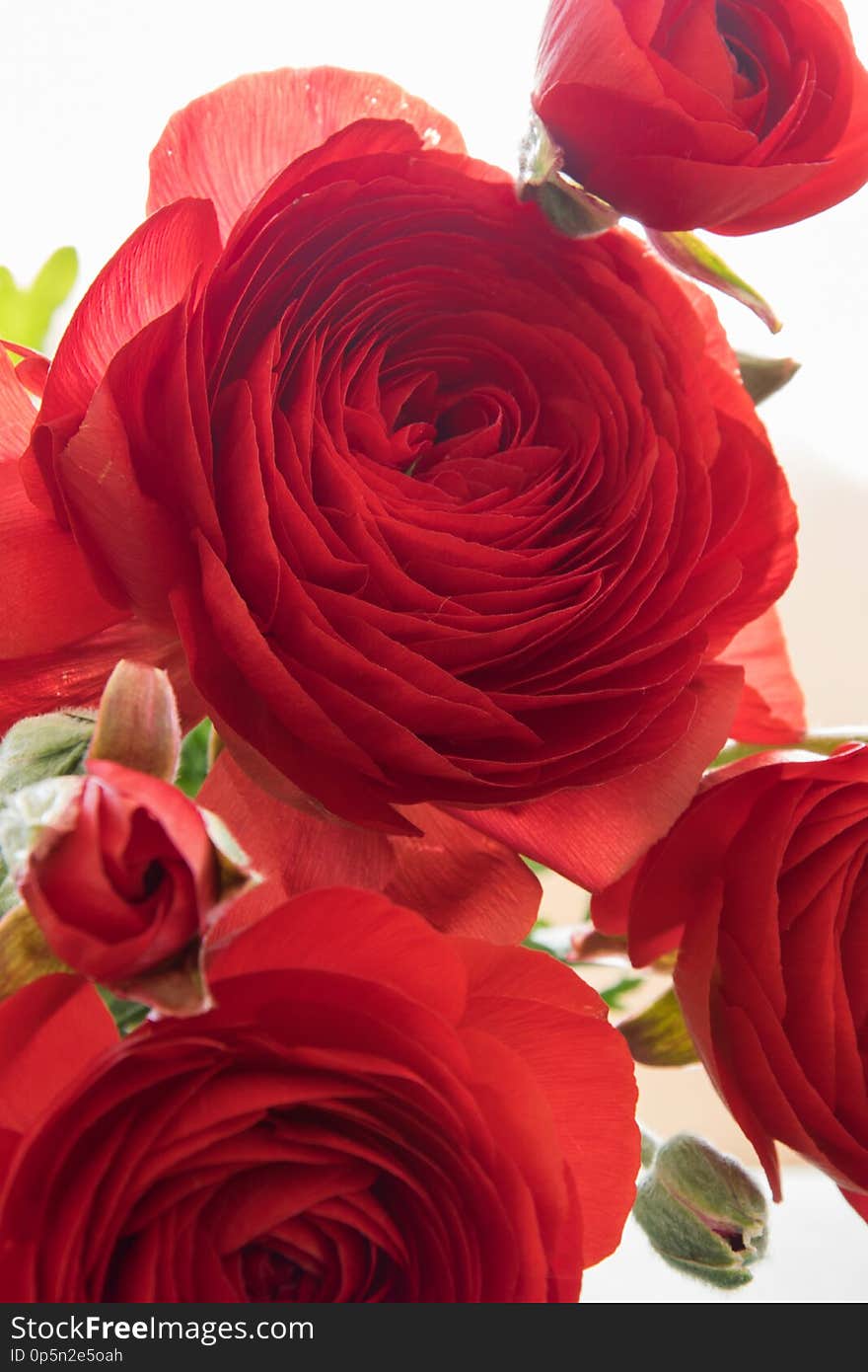 Close up view of beautiful blossom red flowers. Close up view of beautiful blossom red flowers