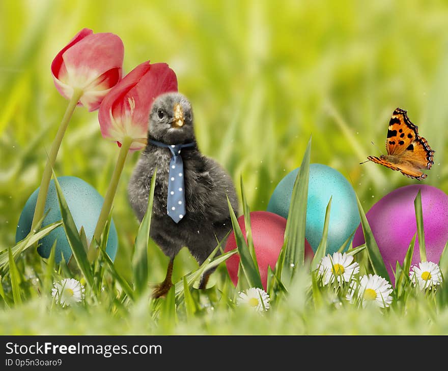 Easter eggs in grass with small chicken