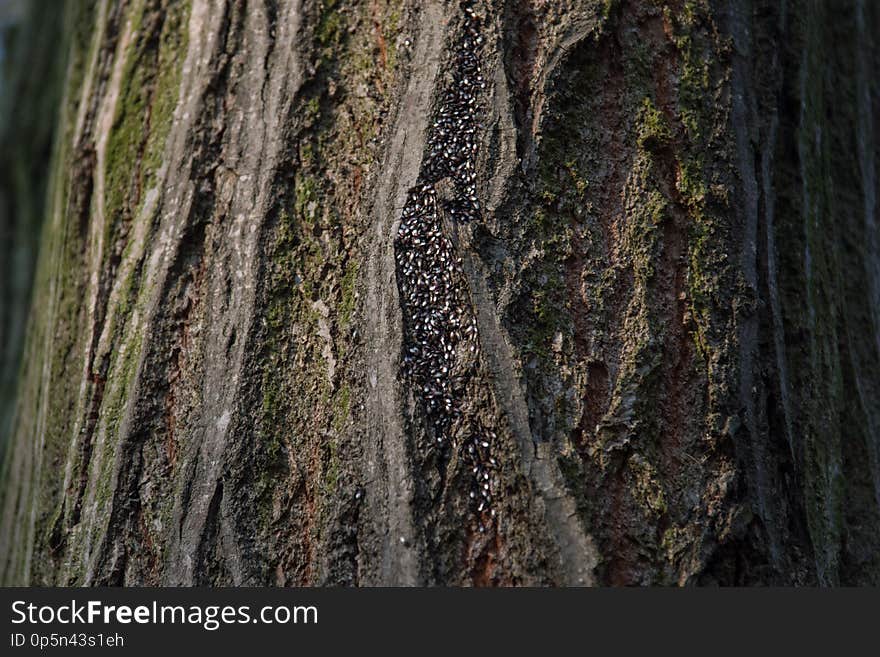 Bark in park filled with insects in it at fall. Bark in park filled with insects in it at fall