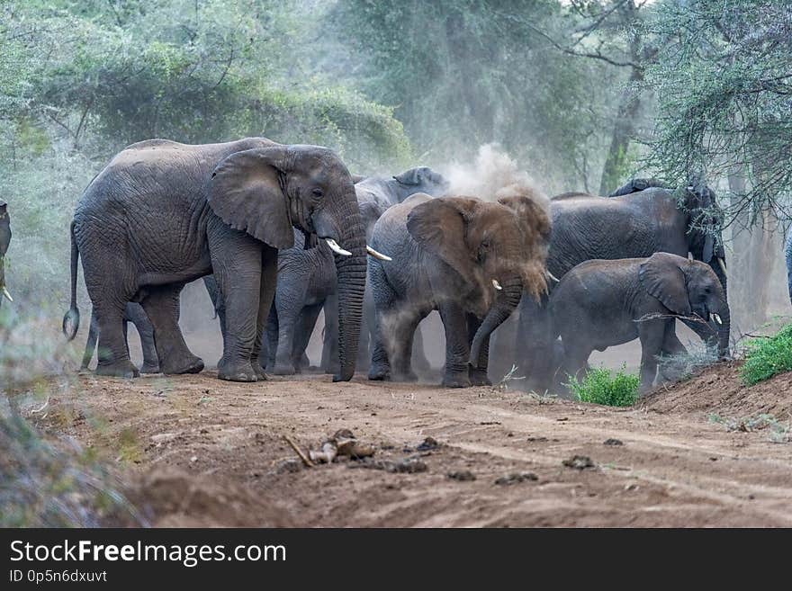 Elephants Stopped In The Middle Of The Dirt Road, Enjoying A Dust Bath In Rimoi National Reserve. Africa.