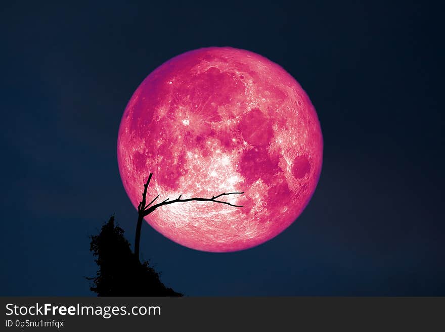 Full Fish Moon back on silhouette dry branch tree on night sky