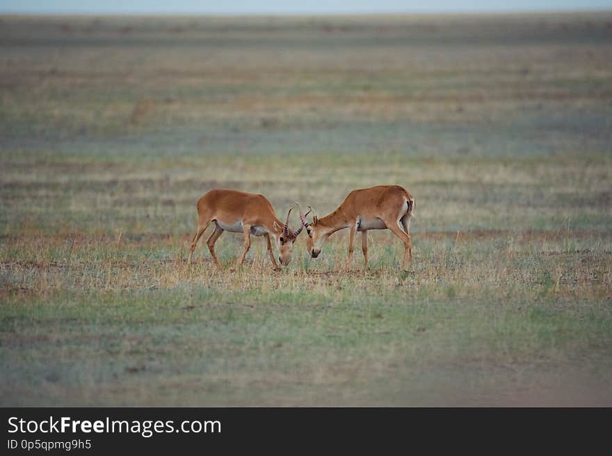 The battle of a powerful males during the rut. Saiga tatarica is listed in the Red Book, Chyornye Zemli Black Lands Nature Reserve, Kalmykia region, Russia.