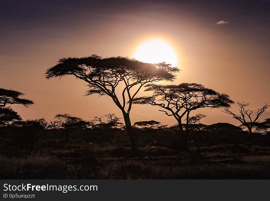 Silhouette of acacia trees with a bright orange sunset in Tanzania. Silhouette of acacia trees with a bright orange sunset in Tanzania