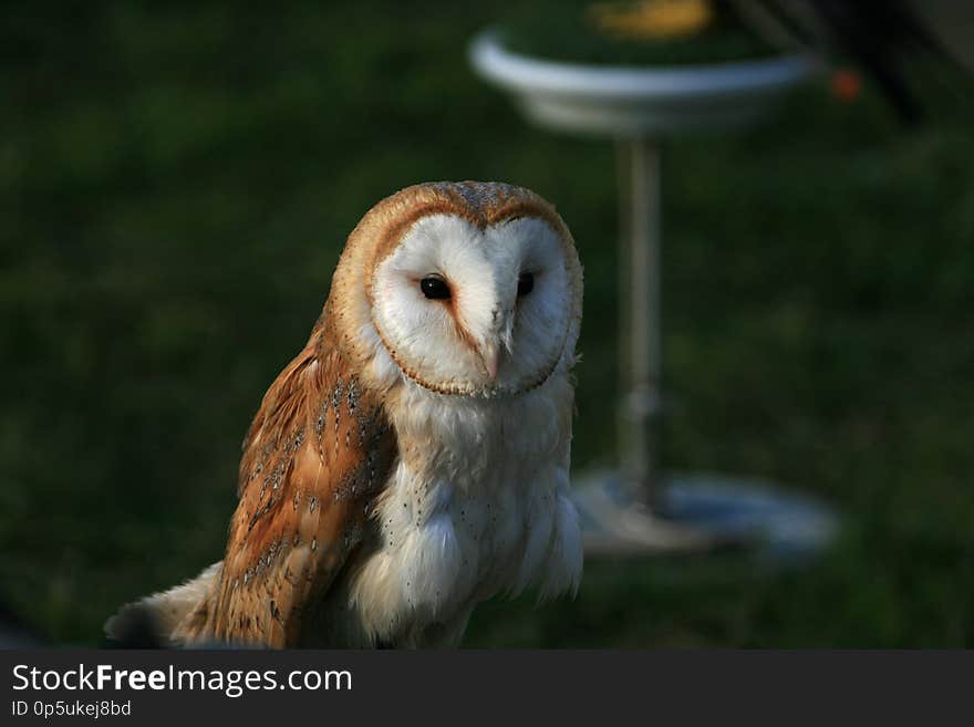 A barn owl staring at the camera at sunset