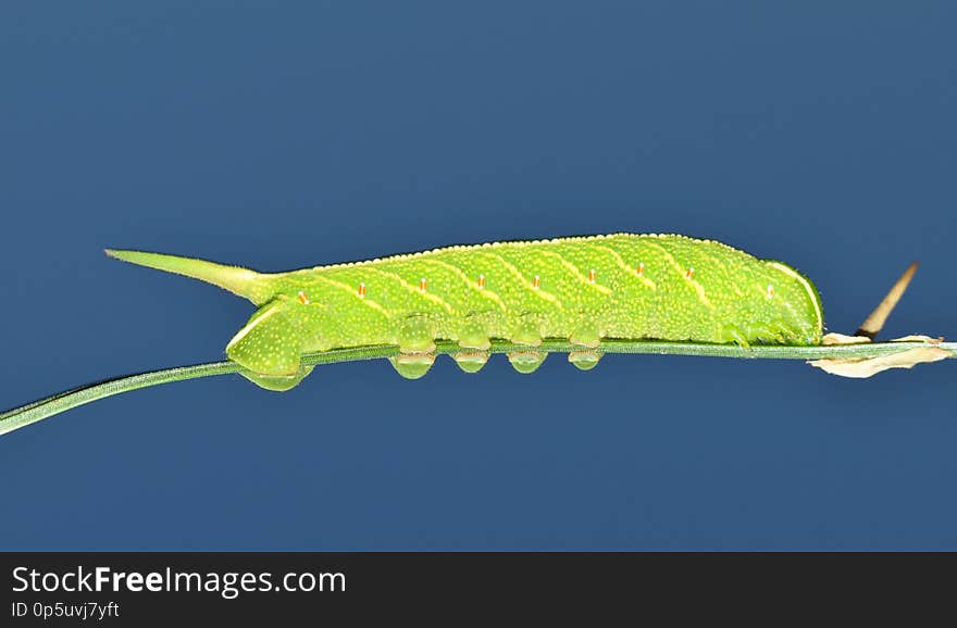 A green colored Sphinx moth caterpillar &#x28;Enyo lugubris&#x29; displaying a horn on its tail makes its way along a plant stem with the blue evening sky in the background. Image taken in Houston, TX. A green colored Sphinx moth caterpillar &#x28;Enyo lugubris&#x29; displaying a horn on its tail makes its way along a plant stem with the blue evening sky in the background. Image taken in Houston, TX.