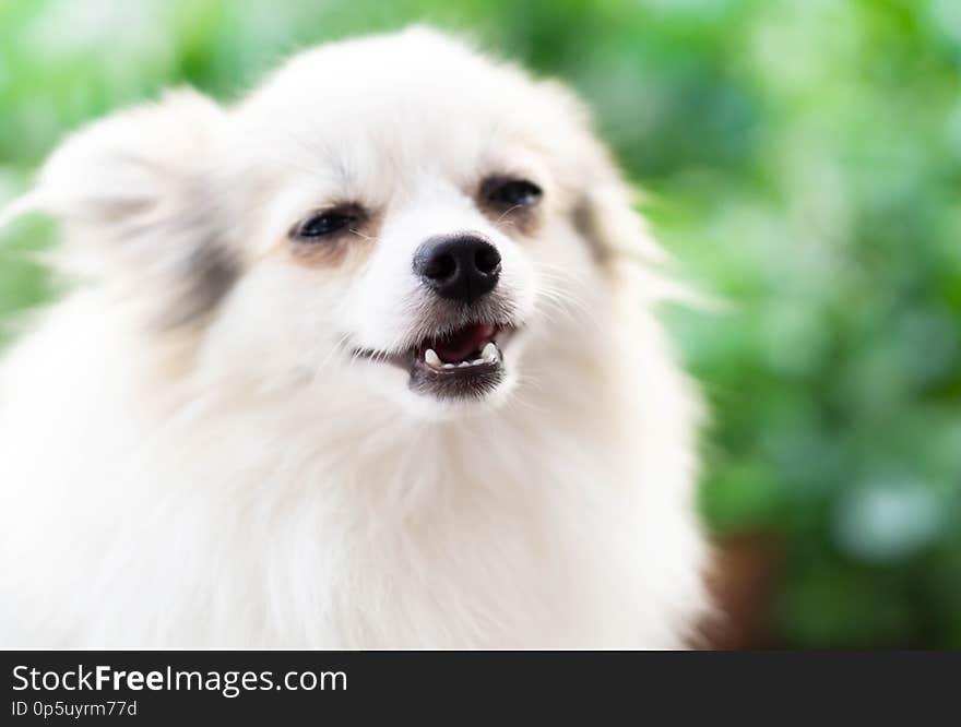 Closeup face of puppy pomeranian looking at something with green nature background, dog healthy concept, selective focus