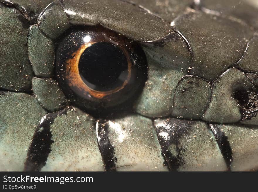 Grass Snake Natrix natrix, eye, necklace