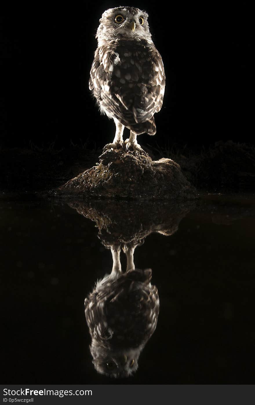 Athene noctua owl, perched on a rock at night, with reflection in the water, Little Owl. Athene noctua owl, perched on a rock at night, with reflection in the water, Little Owl