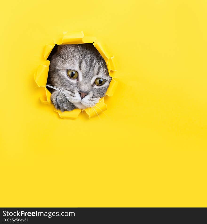 The cat is looking through a torn hole in yellow paper. Playful mood kitty. Unusual concept, copy space