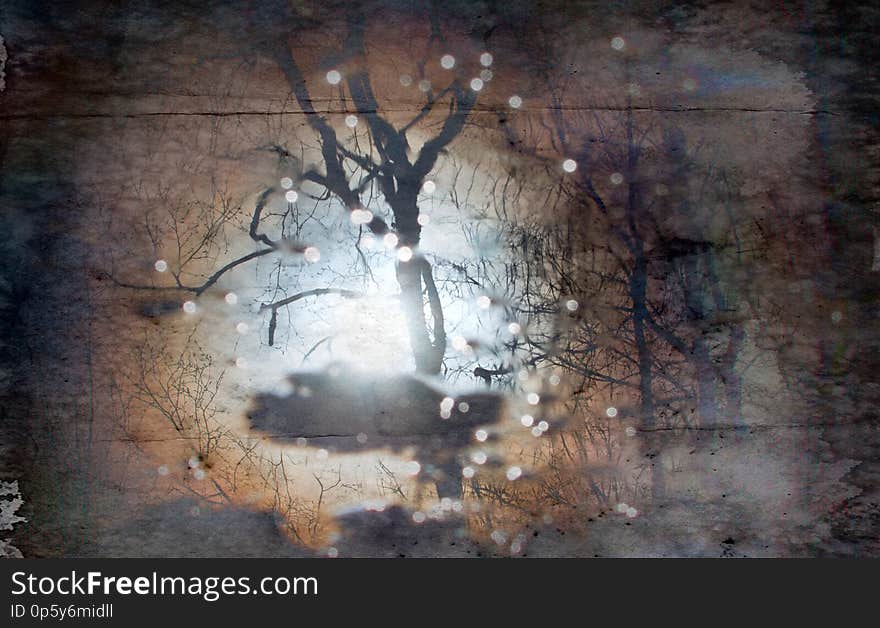 The reflection of the naked trees and hazy sun in the puddle, dead air. Inverted autumn image. The reflection of the naked trees and hazy sun in the puddle, dead air. Inverted autumn image