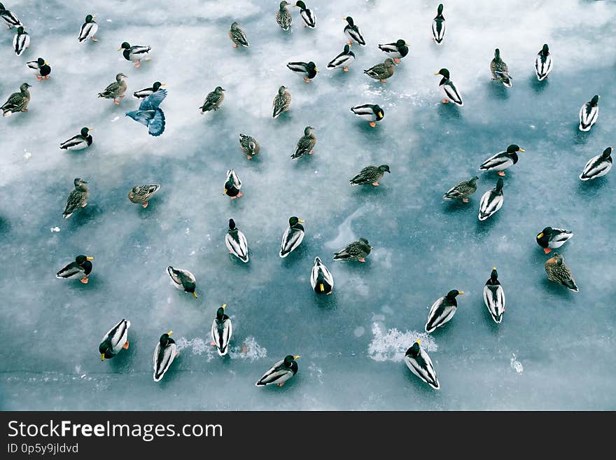 Large accumulation of ducks in winter on ice of reservoir. Mallards in flocks on the wintering of many birds