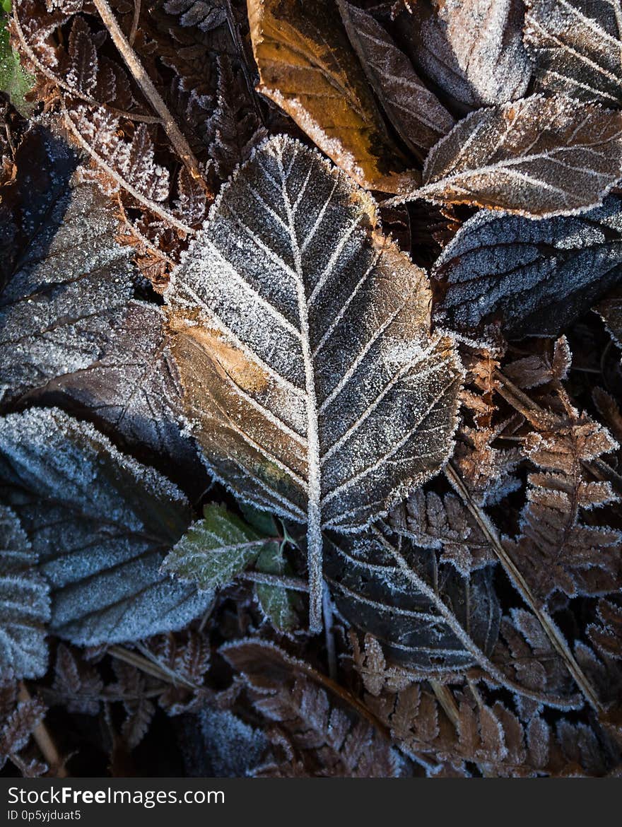Late autumn icy leaves laying along a hiking trail. Late autumn icy leaves laying along a hiking trail.