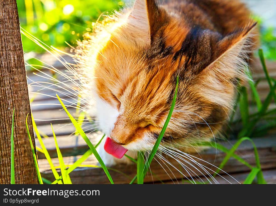 Arrogant short-haired domestic beautiful tabby cat eating fresh green grass oats. Natural hairball treatment. Pet care health and animals concept