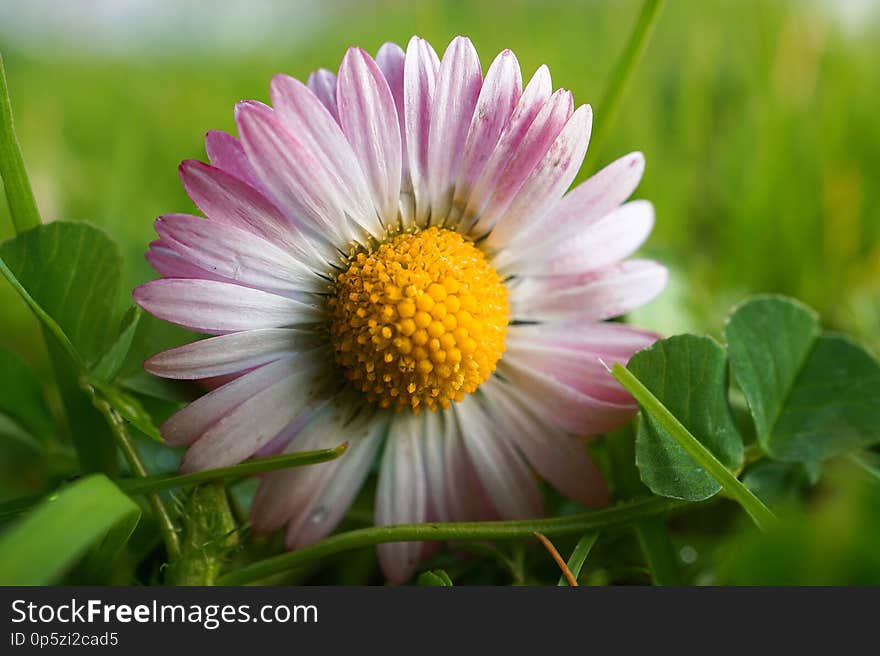 Daisy flower plant in the garden in the nature