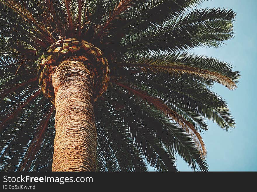 Palm tree in the park in the nature outdoors