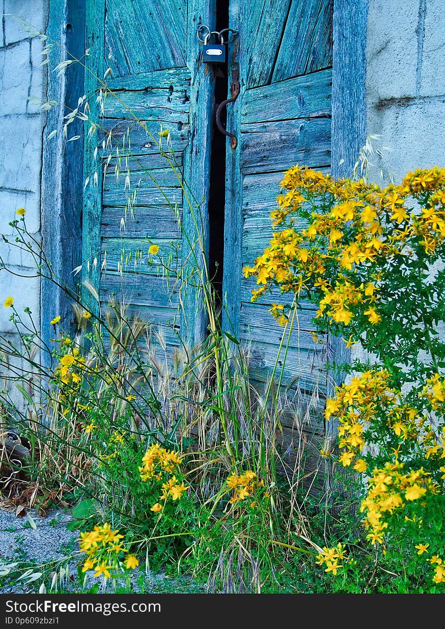 Yellow Wildflowers and Old Blue Wooden Door