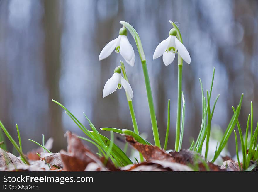 Beautiful white snowdrop flowers growing in the forest.