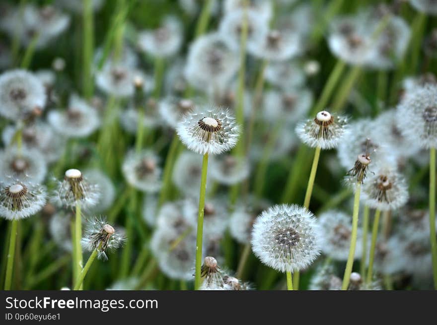 Basket of flower dandelion with aches on the stem. Basket of flower dandelion with aches on the stem