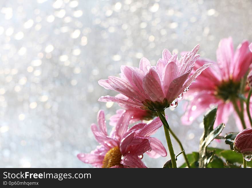 Spring Flowers On A Blurred Light Bokeh Background