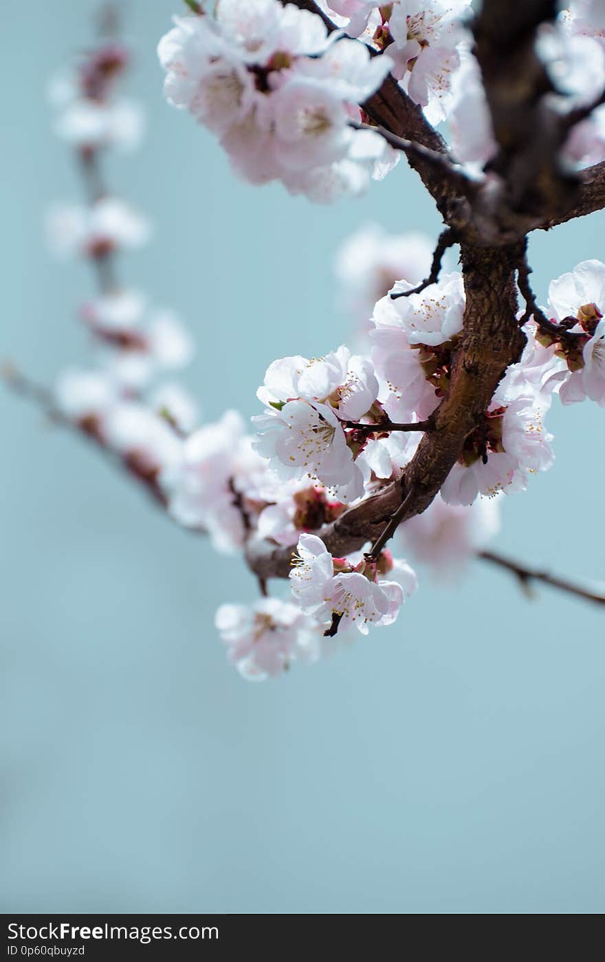 Apricot blooming in the garden. Beautiful spring seasonal background good for greeting card, wedding invitation, web.