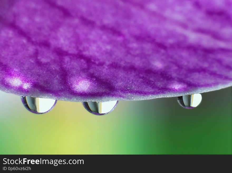 Droplets of water on the orchid petal. macrophotography