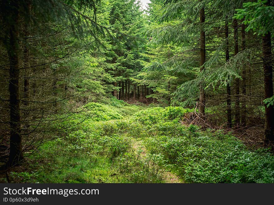 Mystic forrest path spooky creepy trail cloudy summer.