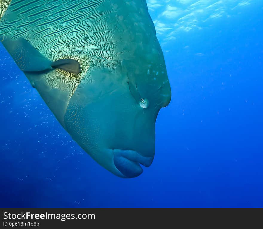 Underwater world in deep water in coral reef and plants flowers flora in blue world marine wildlife, Fish, corals and sea creature