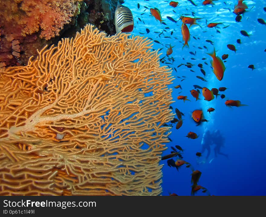 Underwater world in deep water in coral reef and plants flowers flora in blue world marine wildlife, Fish, corals and sea creature