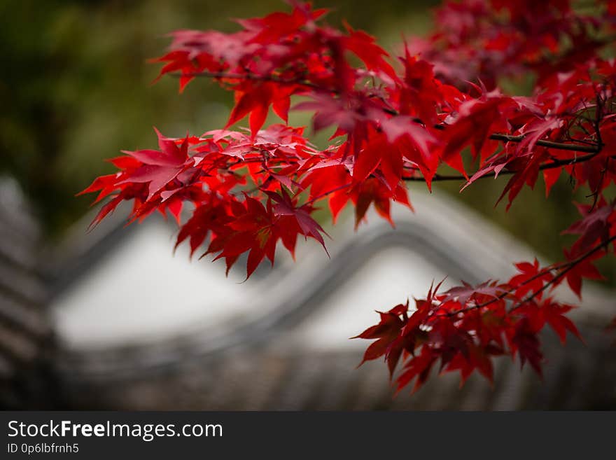 Der Herbst kommt &#x28;3&#x29;