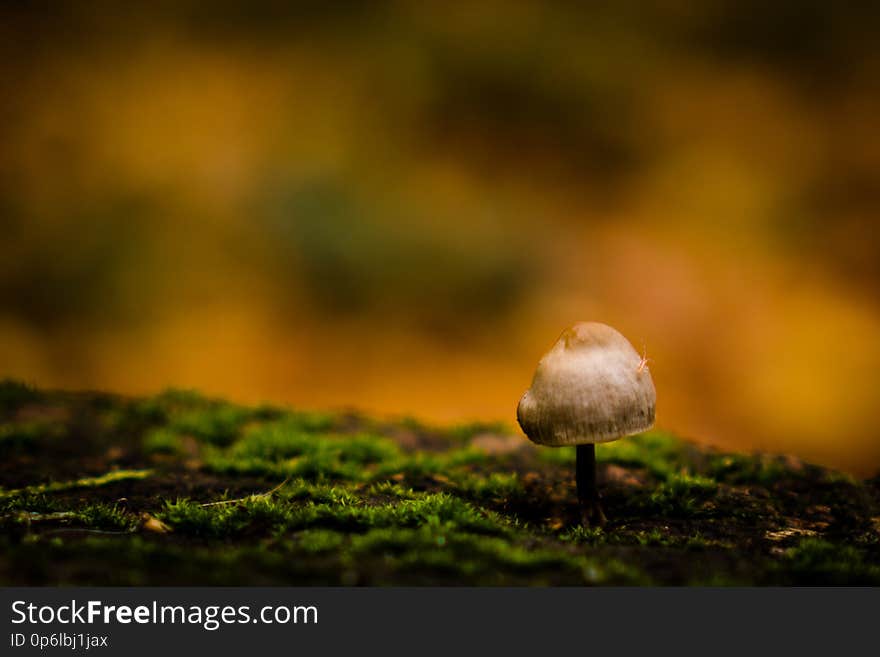 bug on mushroom