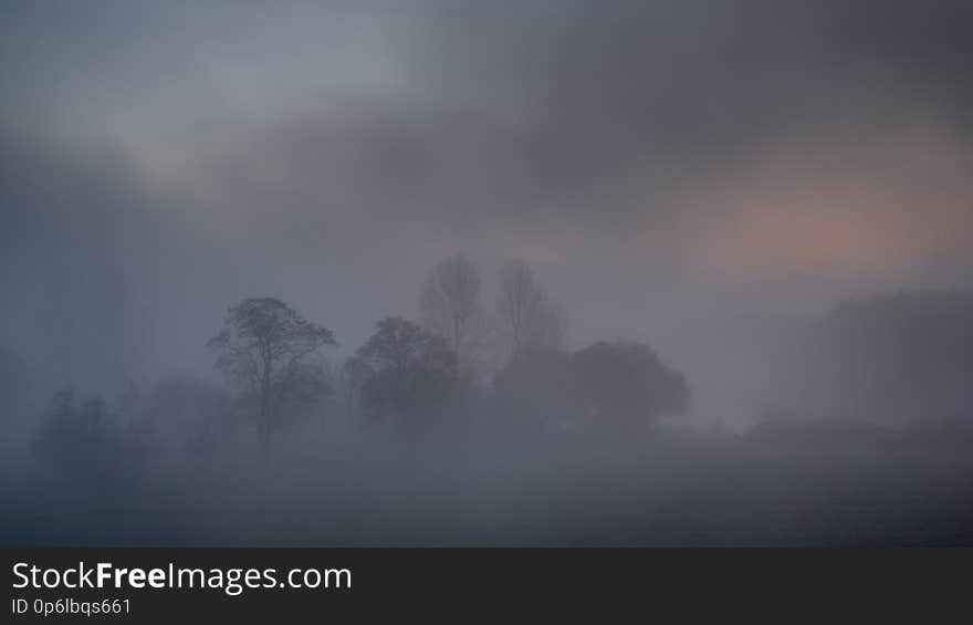 Trees in the mist. Trees in the mist