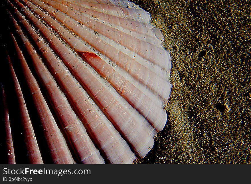 Scallop is a common name for any one of numerous species of saltwater clams or marine bivalve mollusks in the taxonomic family Pectinidae, the scallops. Many species of scallops are highly prized as a food source. Scallop is a common name for any one of numerous species of saltwater clams or marine bivalve mollusks in the taxonomic family Pectinidae, the scallops. Many species of scallops are highly prized as a food source