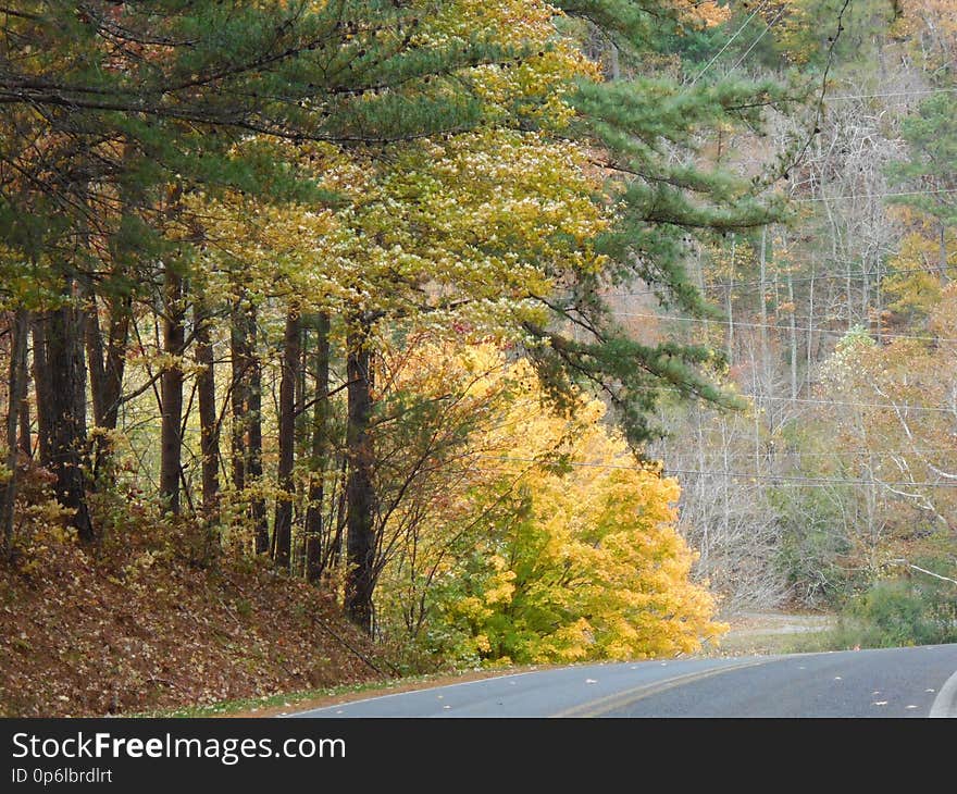 Brilliant Gold Tree, bright fall colors, greens and yellows, with road. Brilliant Gold Tree, bright fall colors, greens and yellows, with road.