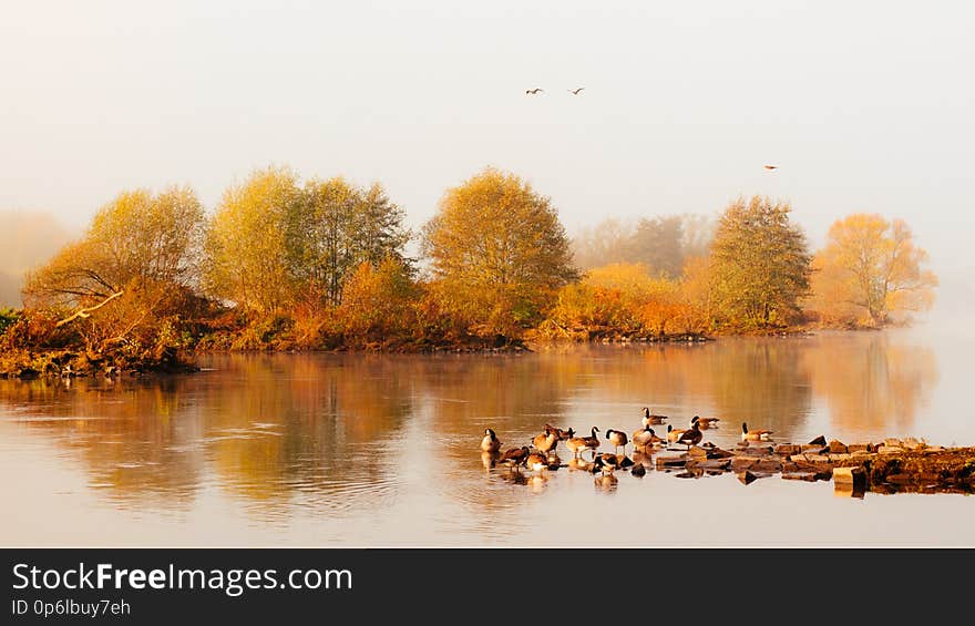 Gänse im Herbst