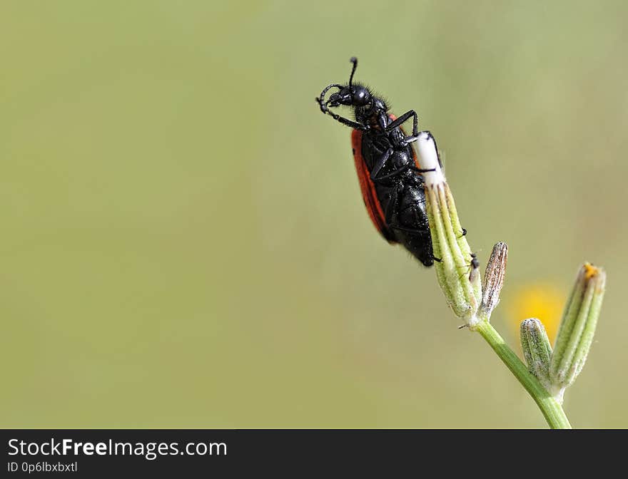 Lachnaia sexpunctata