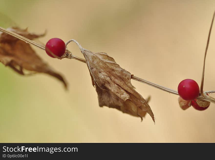 three red fruits