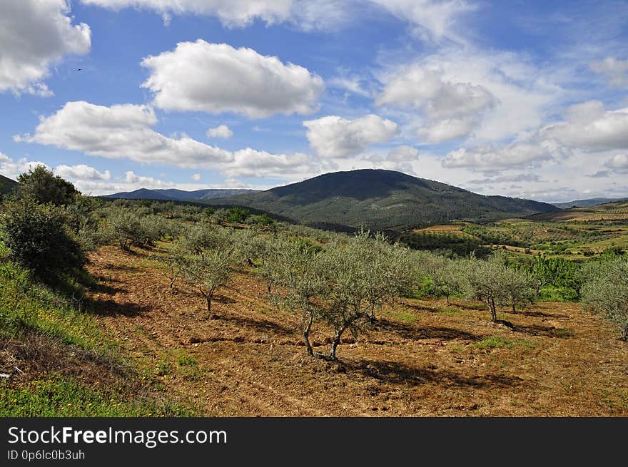 Campos de olivos y cerezos