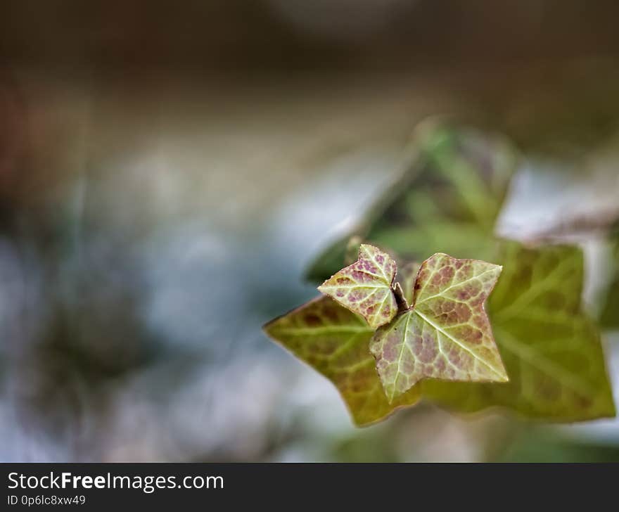 Winter leaves