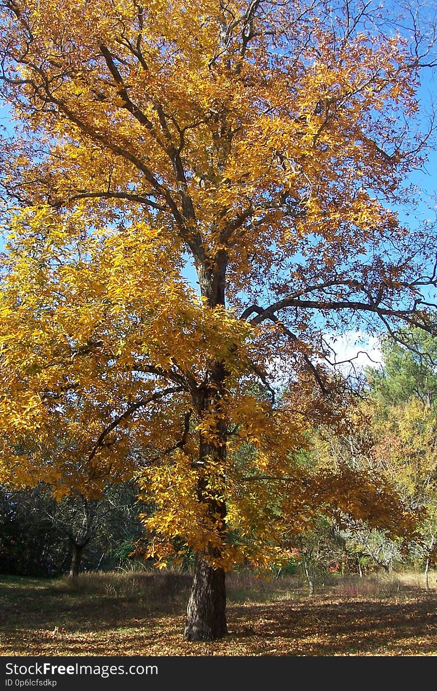 Hickory Tree in Fall, Autumn.