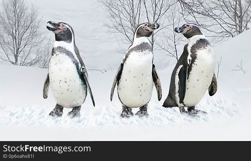 Picture of Magellanic Penguins relaxing in the snow in Hokkaido Japan. For Assignment images. Picture of Magellanic Penguins relaxing in the snow in Hokkaido Japan. For Assignment images.