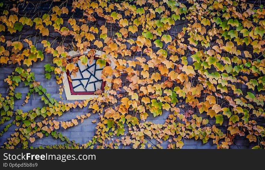 Small strange window in a gray brick wall with orange, yellow and green ivy covering most of the wall in China