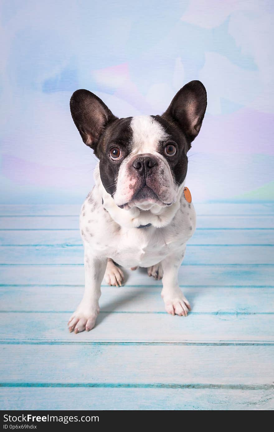 French Bulldog Posing Over Pastel Background