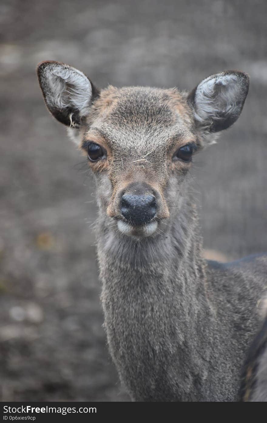 Portrait of a small cute roe deer in a forest in Germany. Portrait of a small cute roe deer in a forest in Germany