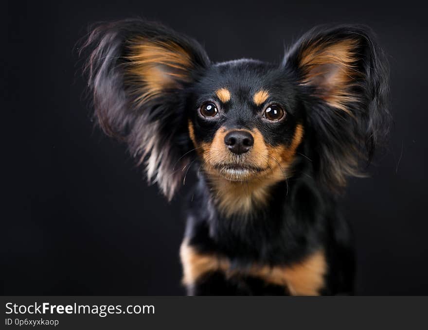 Russian Toy Terrier Dog Long haired