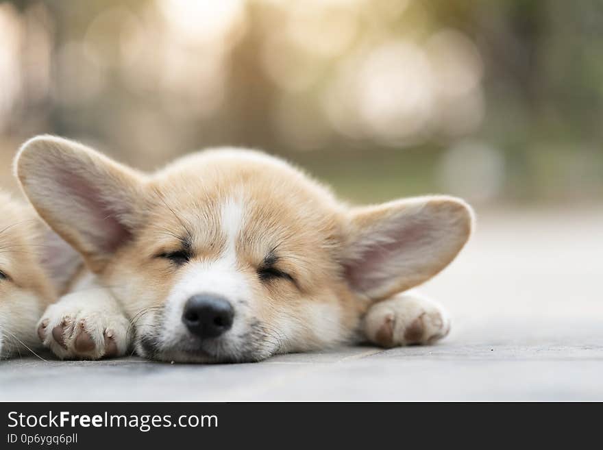 Cute corgi dog puppies lying, relaxing and sleeping in summer sunny day, close up